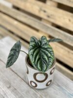 Zdjęcie rosliny doniczkowej Alocasia sinuata, ujęcie 1