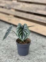 Zdjęcie rosliny doniczkowej Alocasia sinuata, ujęcie 2