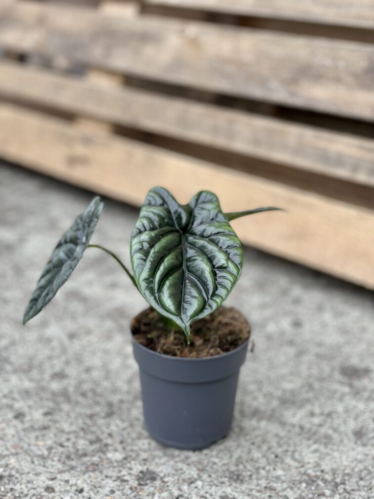 Zdjęcie rosliny doniczkowej Alocasia sinuata, ujęcie 2
