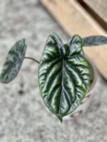 Zdjęcie rosliny doniczkowej Alocasia sinuata, ujęcie 3