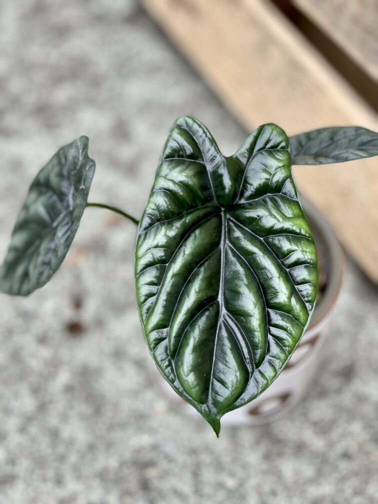 Zdjęcie rosliny doniczkowej Alocasia sinuata, ujęcie 3