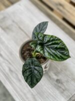 Zdjęcie rosliny doniczkowej Alocasia sinuata, ujęcie 4