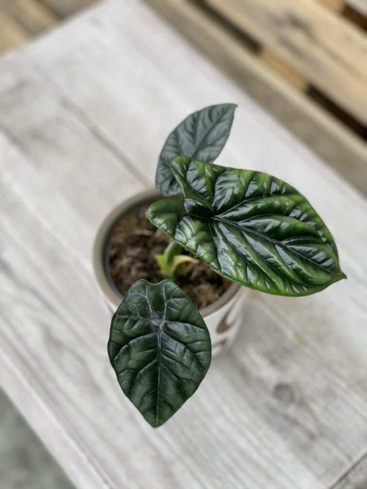 Zdjęcie rosliny doniczkowej Alocasia sinuata, ujęcie 4