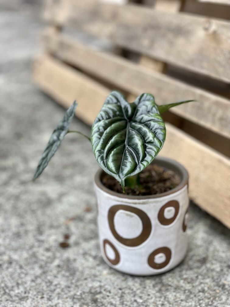 Zdjęcie rosliny doniczkowej Alocasia sinuata, ujęcie 5