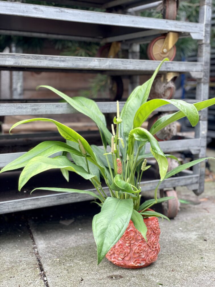 Zdjęcie rosliny doniczkowej Anthurium Bakeri, ujęcie 2