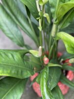 Zdjęcie rosliny doniczkowej Anthurium Bakeri, ujęcie 3