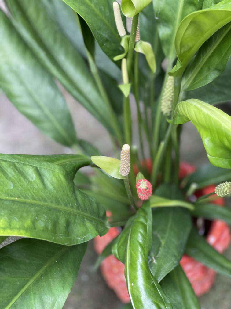 Zdjęcie rosliny doniczkowej Anthurium Bakeri, ujęcie 3