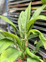 Zdjęcie rosliny doniczkowej Anthurium Bakeri, ujęcie 5