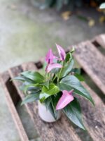 Zdjęcie rosliny doniczkowej Anthurium Zizou, ujęcie 1