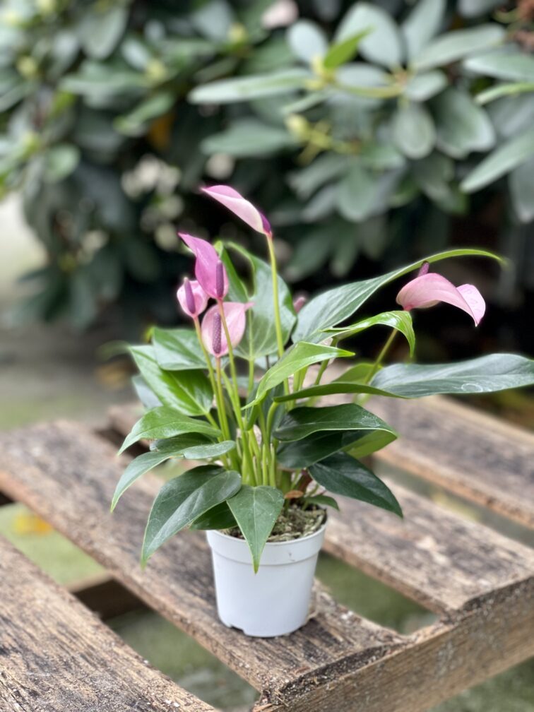 Zdjęcie rosliny doniczkowej Anthurium Zizou, ujęcie 2