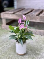 Zdjęcie rosliny doniczkowej Anthurium Zizou, ujęcie 3