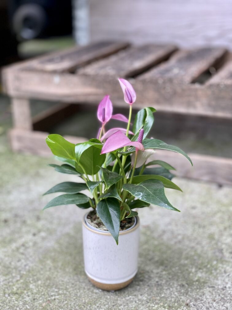 Zdjęcie rosliny doniczkowej Anthurium Zizou, ujęcie 3
