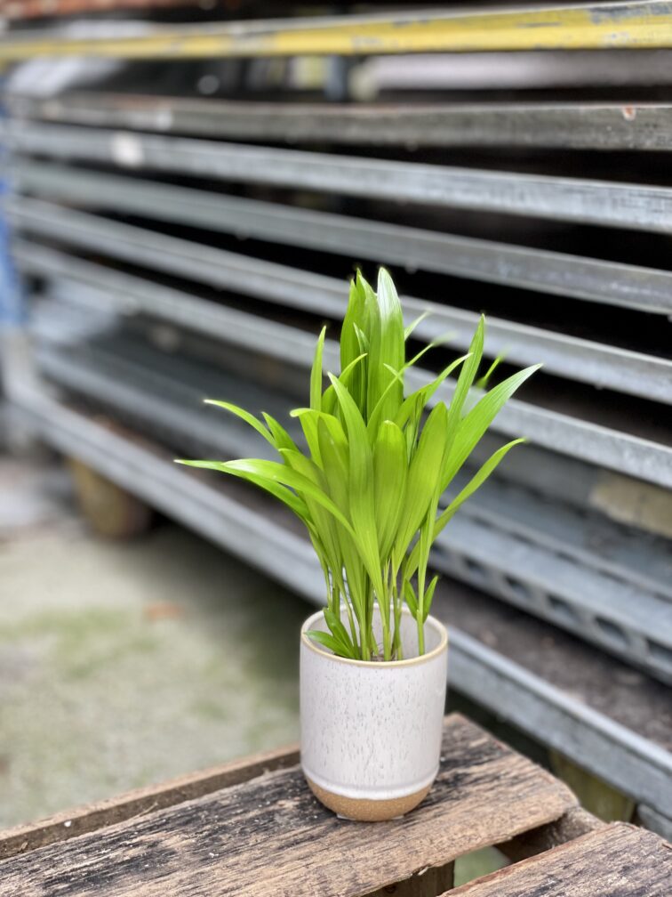 Zdjęcie rosliny doniczkowej Areca, ujęcie 2