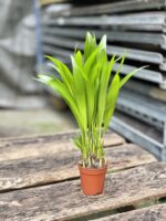 Zdjęcie rosliny doniczkowej Areca, ujęcie 3