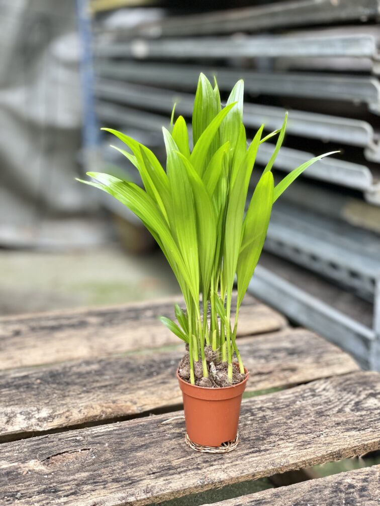 Zdjęcie rosliny doniczkowej Areca, ujęcie 3