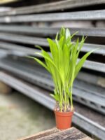 Zdjęcie rosliny doniczkowej Areca, ujęcie 4