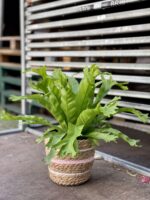Zdjęcie rosliny doniczkowej Asplenium nidus Crissie (Zanokcica), ujęcie 1