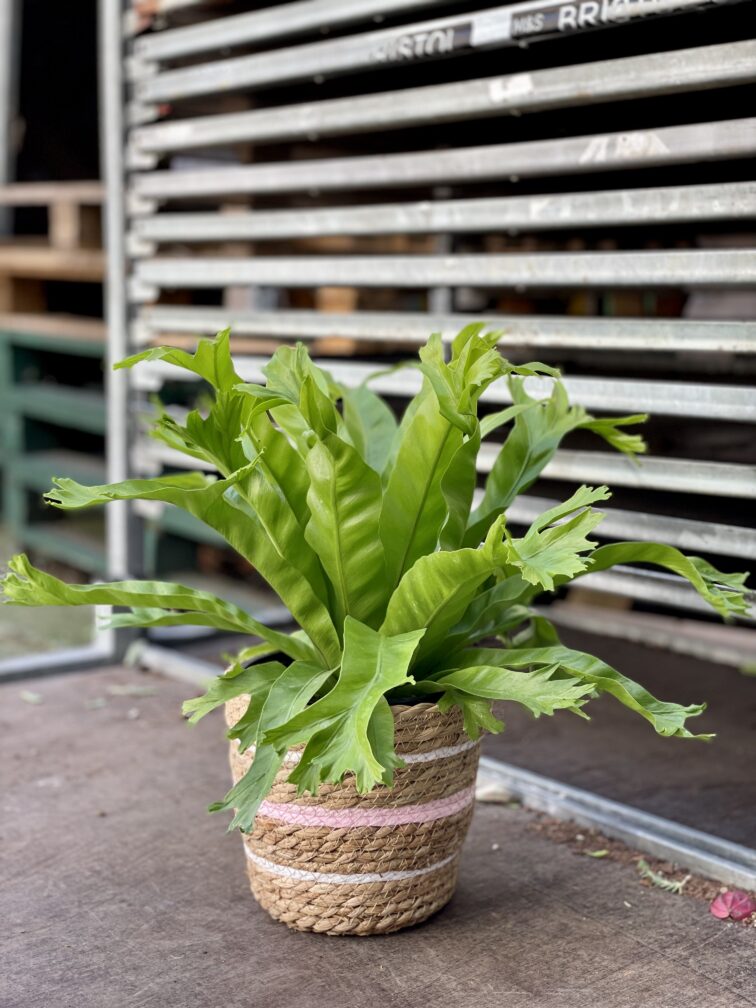 asplenium-nidus-crissie_17x45-1_1662198220.jpg Zdjęcie rosliny doniczkowej Asplenium nidus Crissie (Zanokcica), ujęcie 1