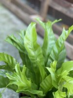 Zdjęcie rosliny doniczkowej Asplenium nidus Crissie (Zanokcica), ujęcie 4
