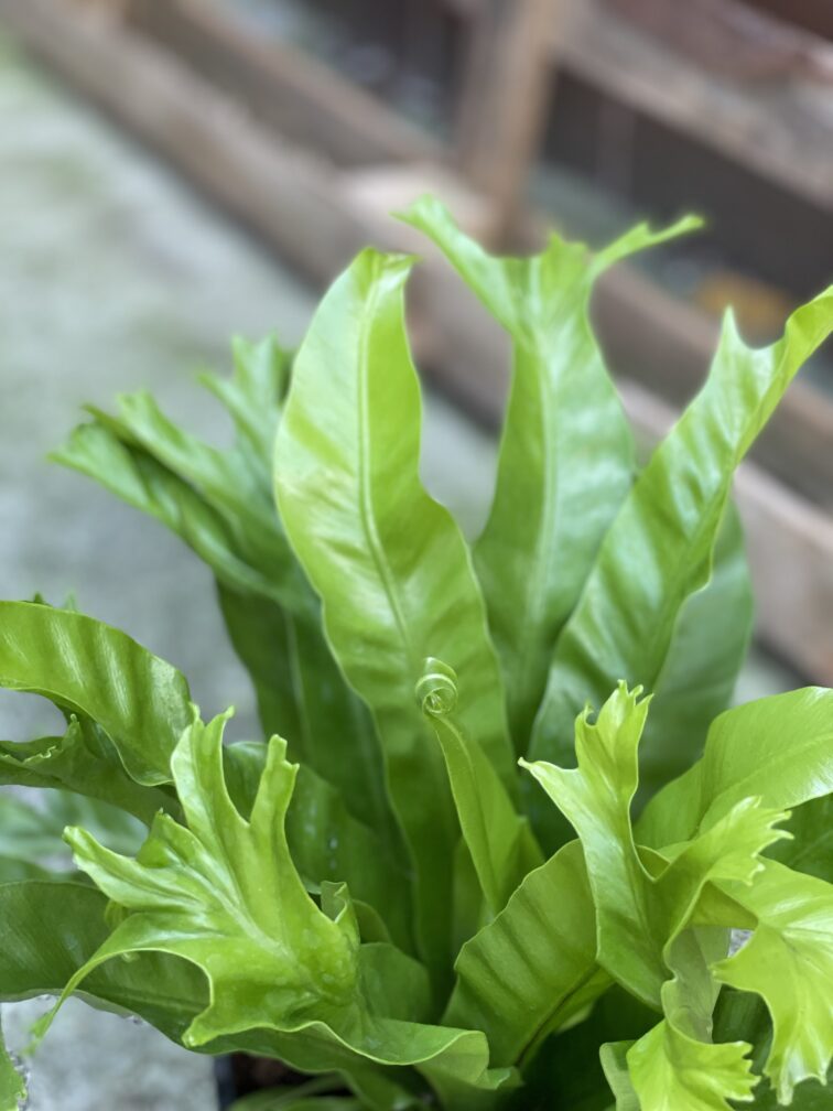Zdjęcie rosliny doniczkowej Asplenium nidus Crissie (Zanokcica), ujęcie 4