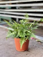 Zdjęcie rosliny doniczkowej Athyrium spicatum, ujęcie 2