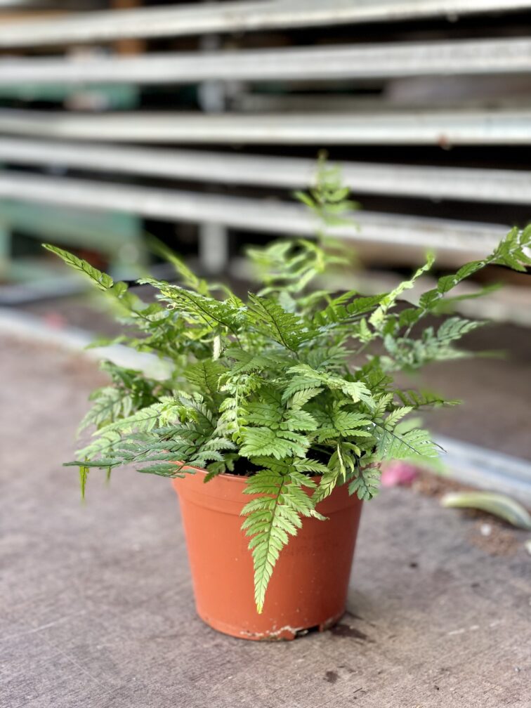 Zdjęcie rosliny doniczkowej Athyrium spicatum, ujęcie 2