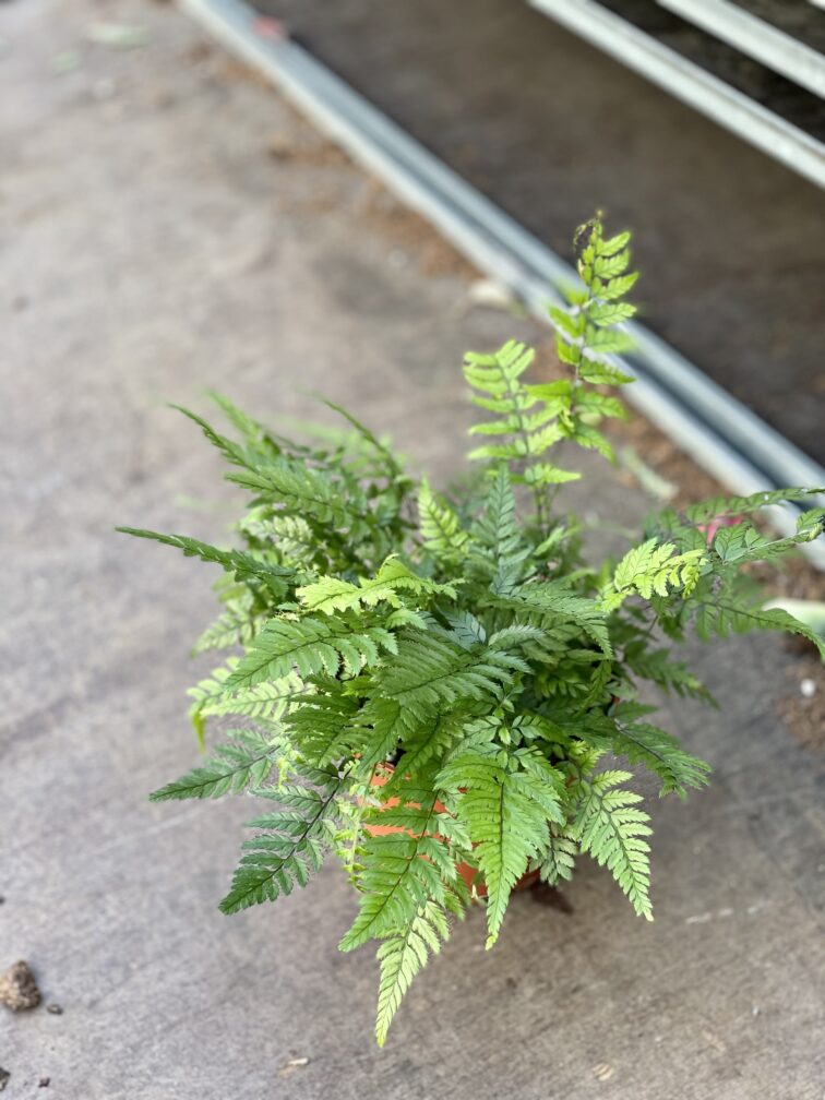 Zdjęcie rosliny doniczkowej Athyrium spicatum, ujęcie 3