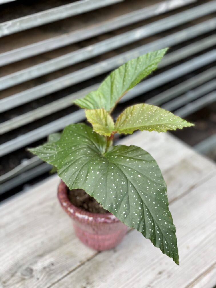 Zdjęcie rosliny doniczkowej Begonia corallina de lucerna, ujęcie 1
