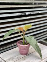 Zdjęcie rosliny doniczkowej Begonia corallina de lucerna, ujęcie 2