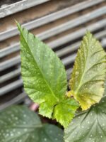 Zdjęcie rosliny doniczkowej Begonia corallina de lucerna, ujęcie 3