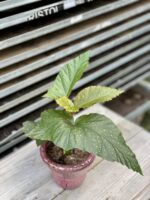 Zdjęcie rosliny doniczkowej Begonia corallina de lucerna, ujęcie 4