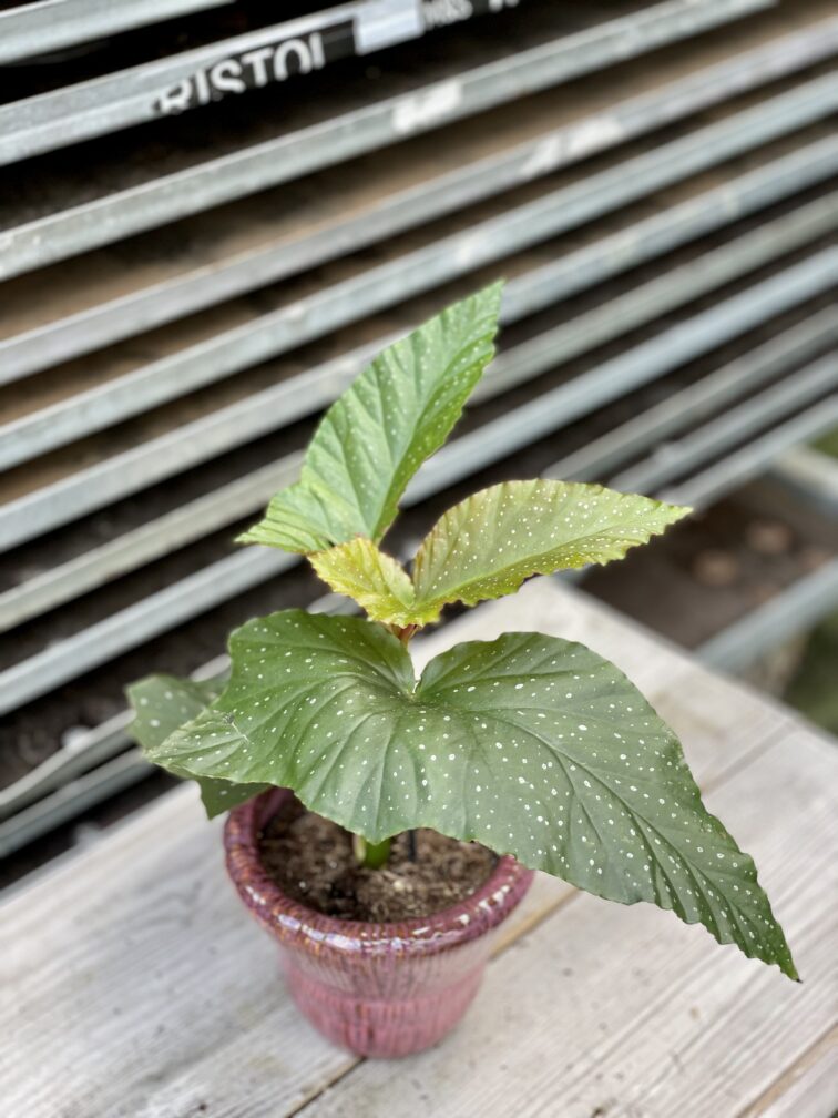 Zdjęcie rosliny doniczkowej Begonia corallina de lucerna, ujęcie 4