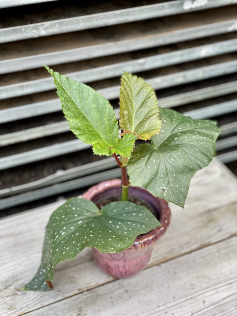 Zdjęcie rosliny doniczkowej Begonia corallina de lucerna, ujęcie 5