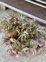 Zdjęcie rosliny doniczkowej Begonia Himalayan, ujęcie 1