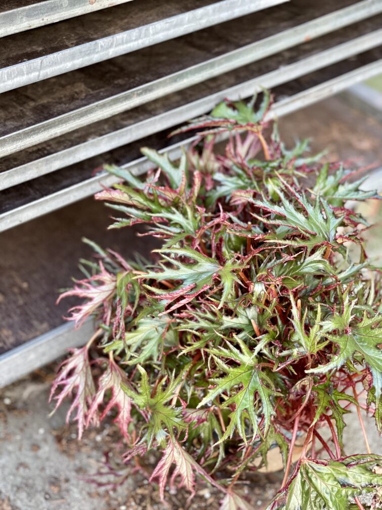 Zdjęcie rosliny doniczkowej Begonia Himalayan, ujęcie 3