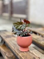 Zdjęcie rosliny doniczkowej Begonia serratipetala, ujęcie 1