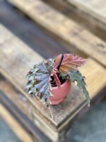 Zdjęcie rosliny doniczkowej Begonia serratipetala, ujęcie 2