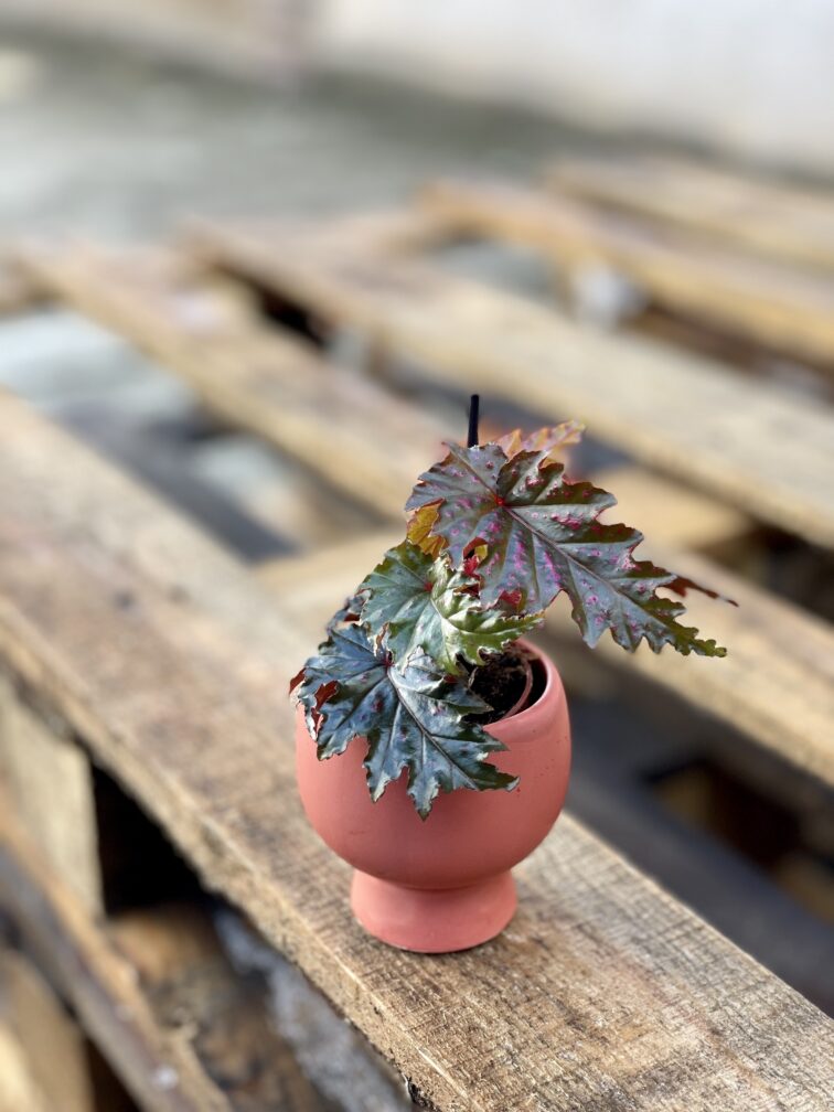 Zdjęcie rosliny doniczkowej Begonia serratipetala, ujęcie 3