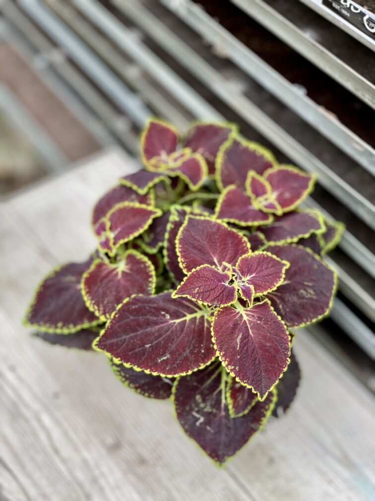 Zdjęcie rosliny doniczkowej Coleus Blumei Renelt, ujęcie 3