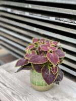 Zdjęcie rosliny doniczkowej Coleus Blumei Renelt, ujęcie 4