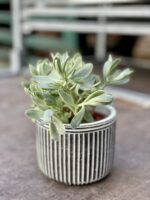 Zdjęcie rosliny doniczkowej Crassula swaziensis variegata, ujęcie 1