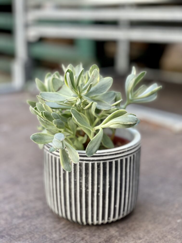 Zdjęcie rosliny doniczkowej Crassula swaziensis variegata, ujęcie 1
