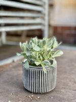 Zdjęcie rosliny doniczkowej Crassula swaziensis variegata, ujęcie 3