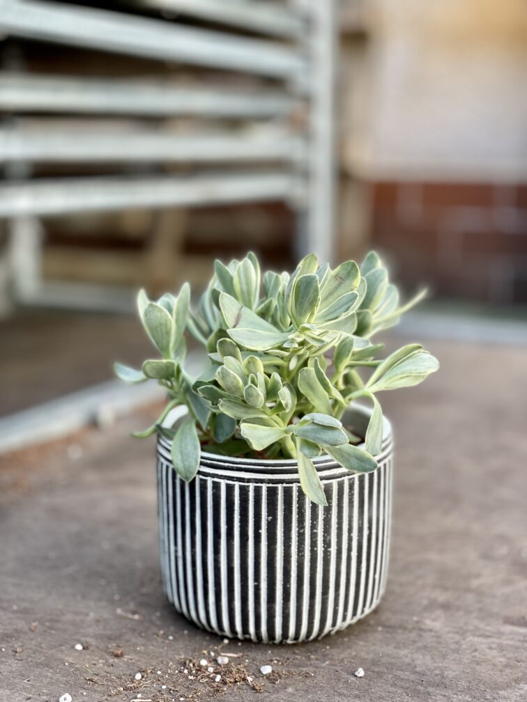 Zdjęcie rosliny doniczkowej Crassula swaziensis variegata, ujęcie 3