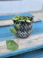 Zdjęcie rosliny doniczkowej Dischidia platyphylla, ujęcie 1