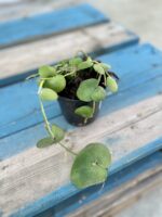 Zdjęcie rosliny doniczkowej Dischidia platyphylla, ujęcie 2