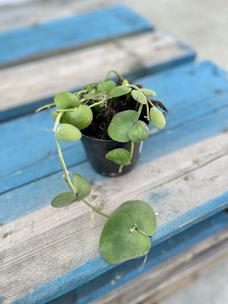 Zdjęcie rosliny doniczkowej Dischidia platyphylla, ujęcie 2