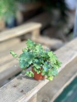 Zdjęcie rosliny doniczkowej Doryopteris cordata, ujęcie 1