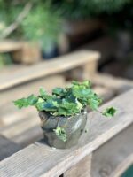 Zdjęcie rosliny doniczkowej Doryopteris cordata, ujęcie 2