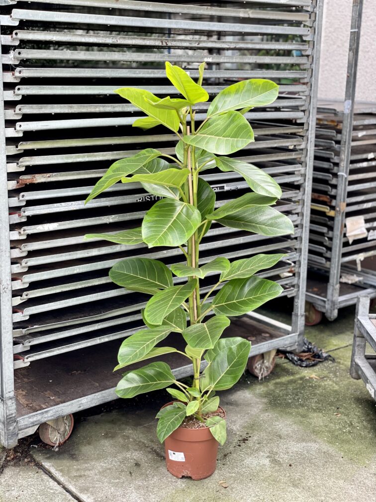 ficus-altissima_21x95-1_1662804670.jpg Zdjęcie rosliny doniczkowej Ficus Altissima, ujęcie 1